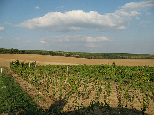 os_trasa_konice_img_0336_jk_2008_09_27