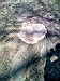 os_zn_park_historicky_kaceni_htc_img_005_jk_2010_03_24_t