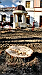 os_zn_park_historicky_strom_republiky_099_2010_03_20_t