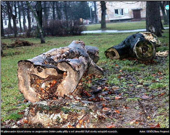 Doln park - strom netopr