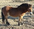 pony exmoorský
