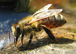 hmyz - včela