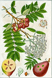 oskeruše - sorbus domesticat