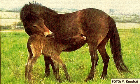 híb pony Exmoorského