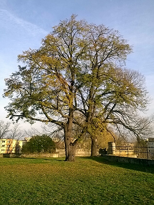 Návrh na vyhlášení strom za památné