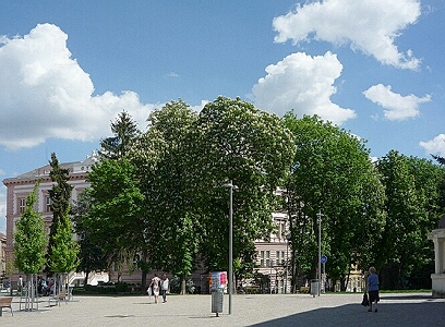 Alej stedního parku 10.5.2012