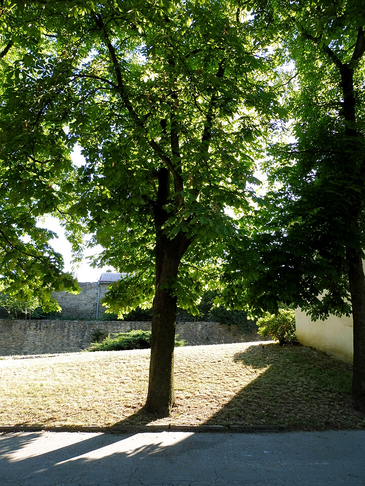 Horní park - oznaen , bude pokácen