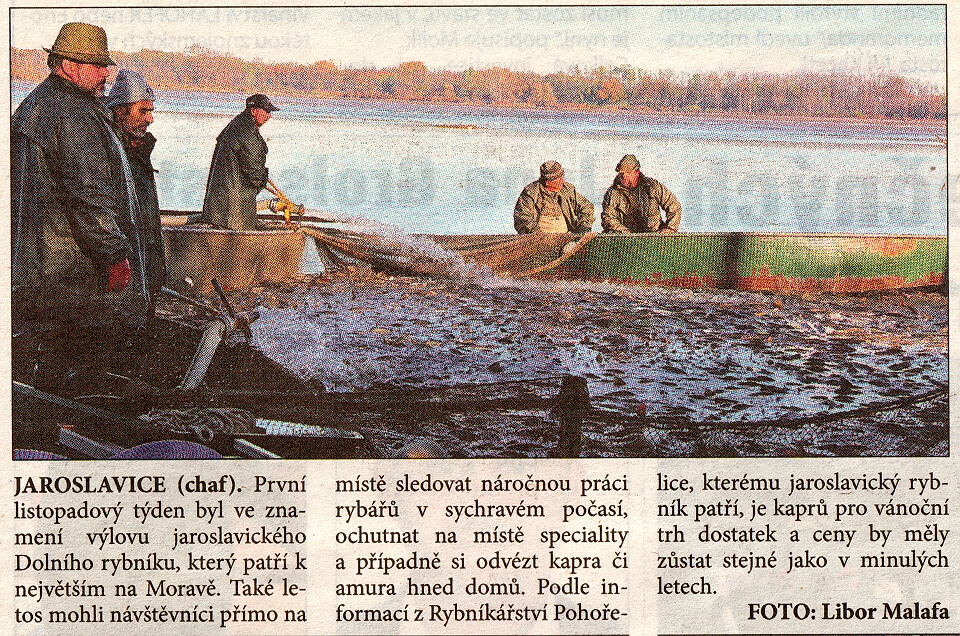 Jaroslavic, výlov - 2025