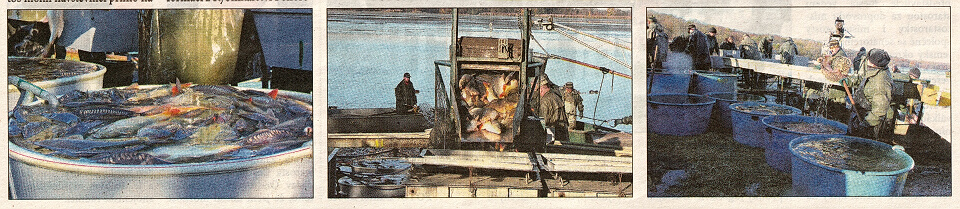 Jaroslavic, výlov - 2025