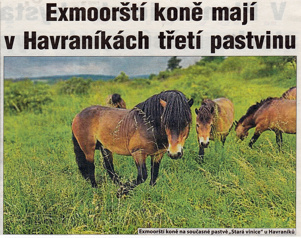 K exmoorský - Havraníky