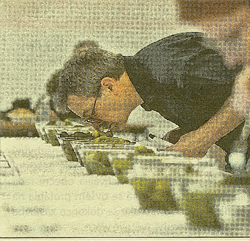 hodnocení okurek - 2025