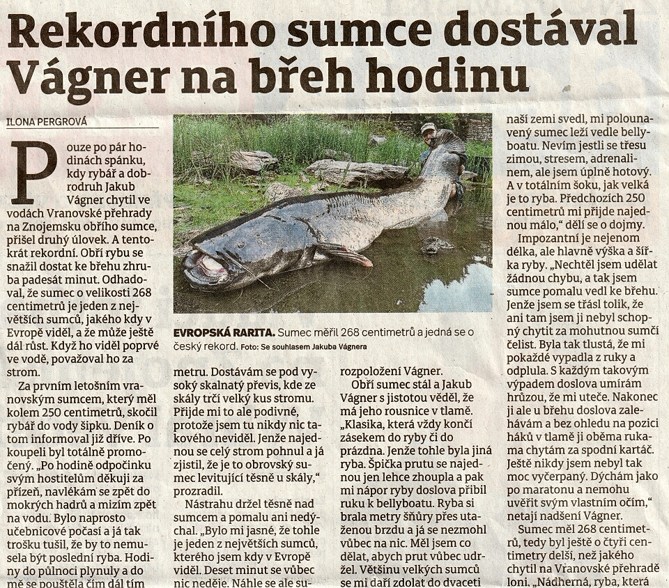 výlov sumc