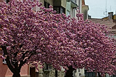 sakkury - foto: Draha Trková